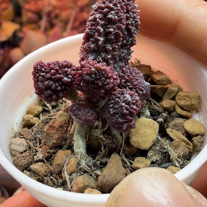 酸****水蜜桃的味道真的很好