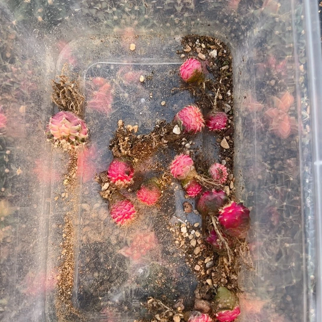 当前无花栽培后可以开花175