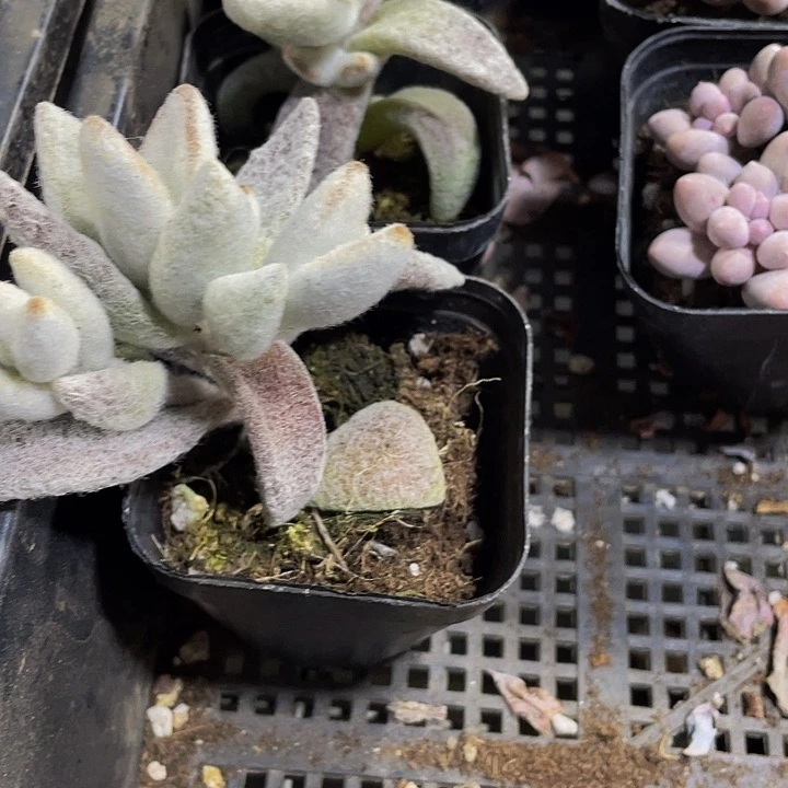 小白兔2.8带盆土