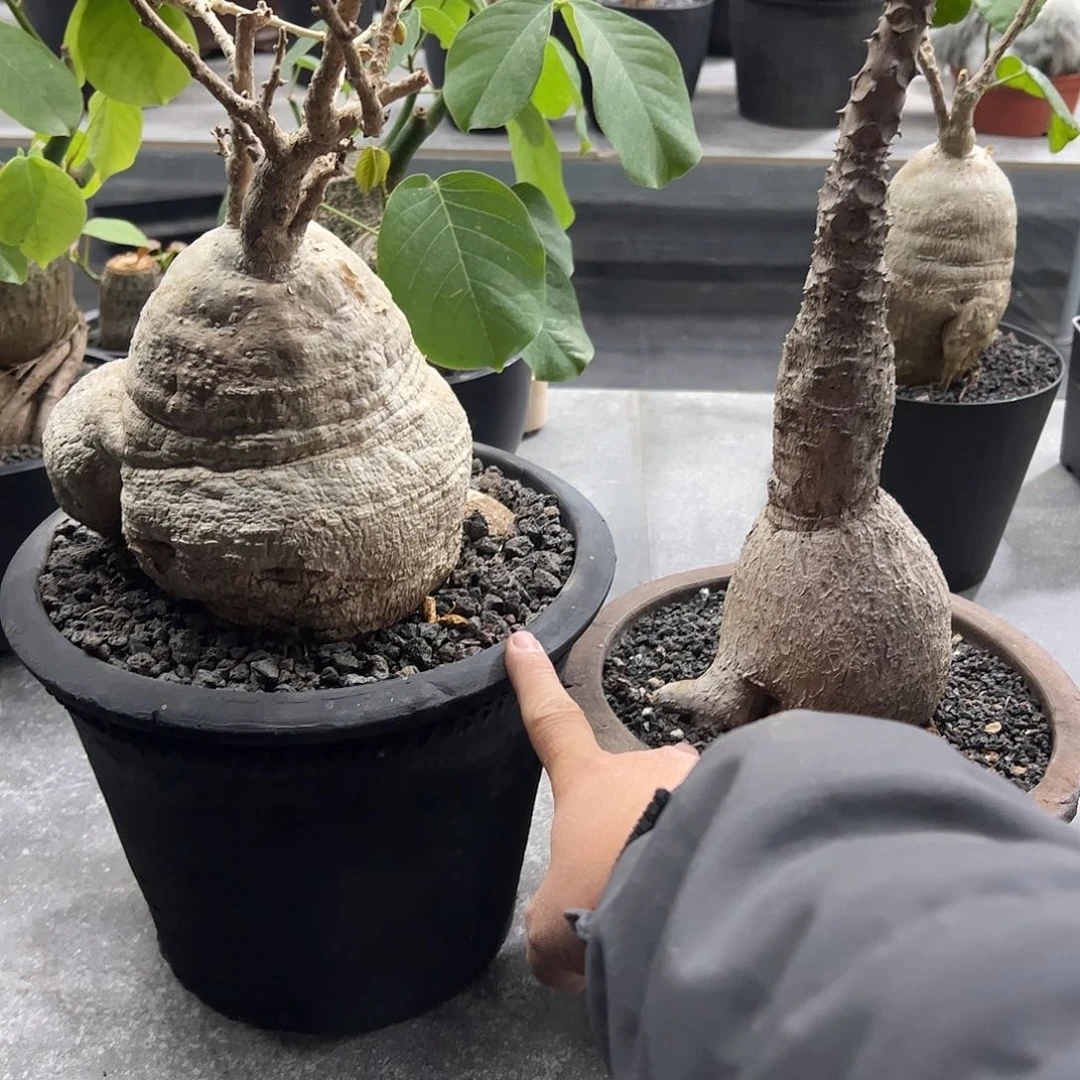 K***i大锦叶番红➕大奇异油柑88888888