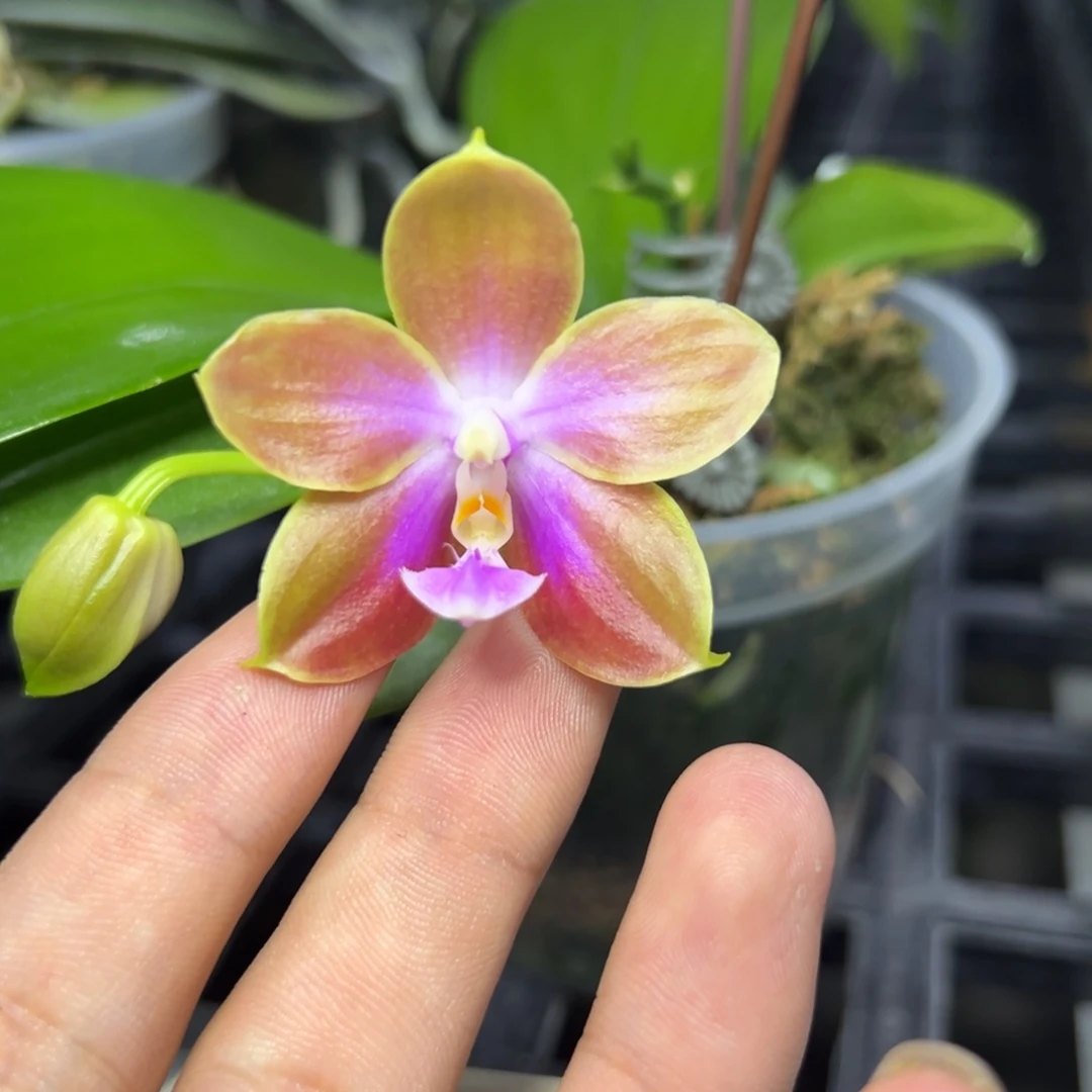 完全开放l200三寸ys1233