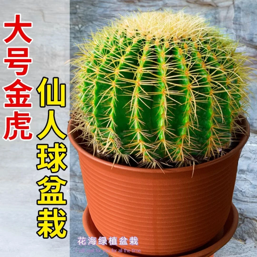 四季常青金琥仙人球多肉植物苗盆栽桌面办公室防辐射美观耐寒耐热