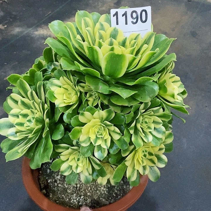 红陶1190辛尼亚4多肉