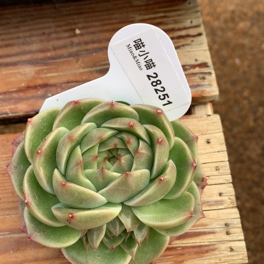 @****蒋多肉植物麦秆珍妮