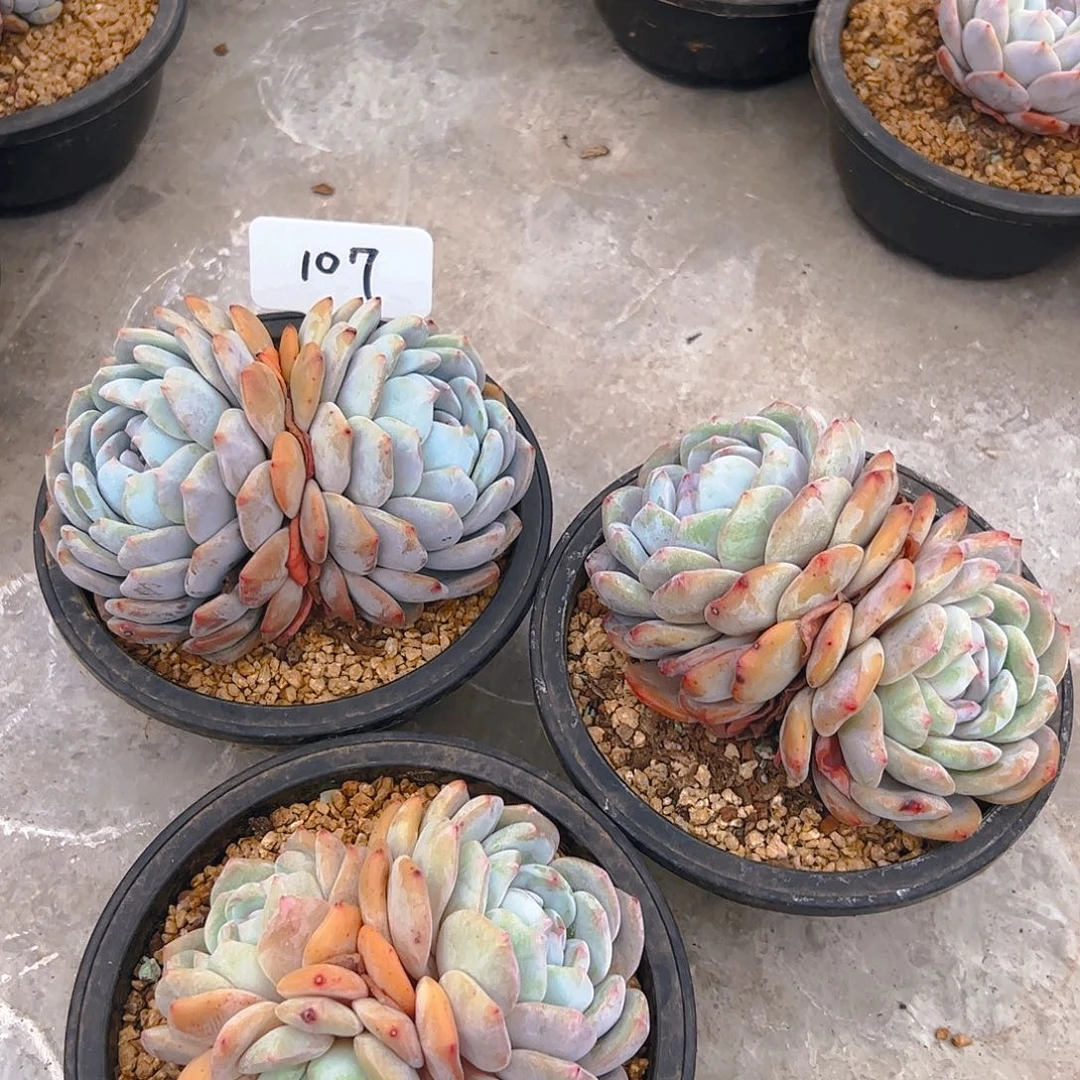 橙梦露三颗107号一物一拍