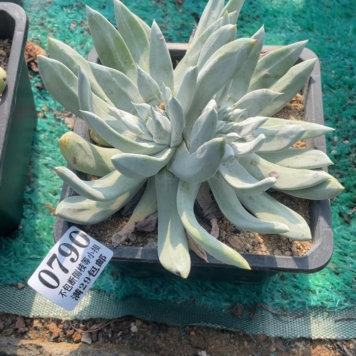 790号帕脆沙多肉植物