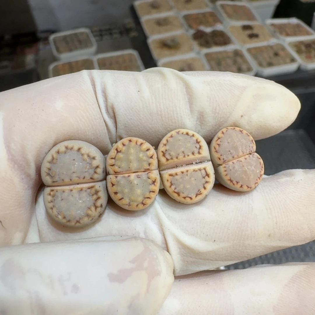 小****0112-45饼干1621.6