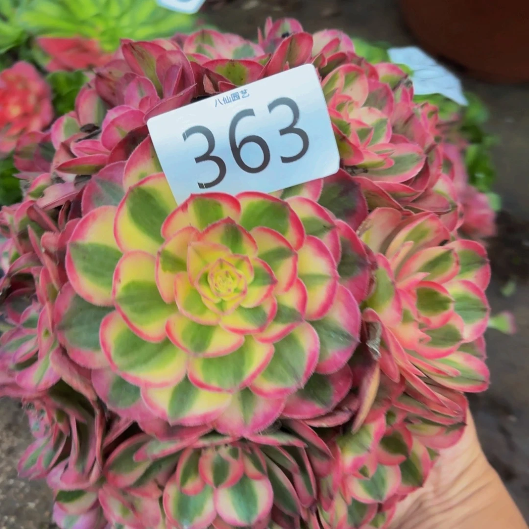 363多肉植物倾城特价