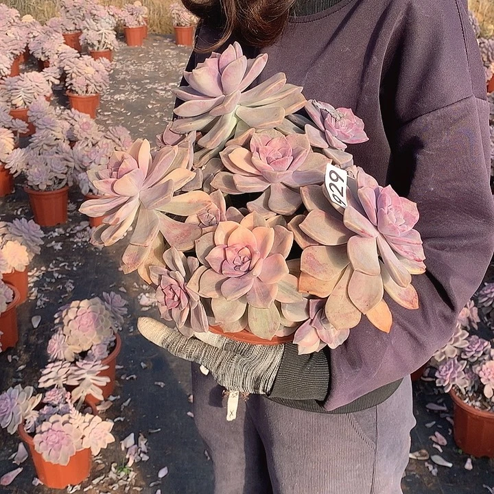 929 紫乐锦 一物一拍