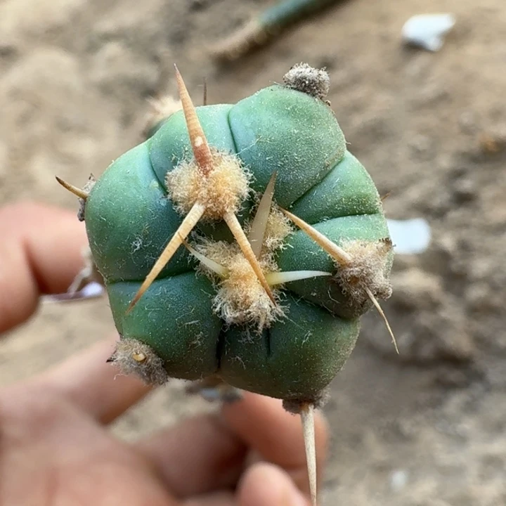 无花朵一****＂108白刺翠平