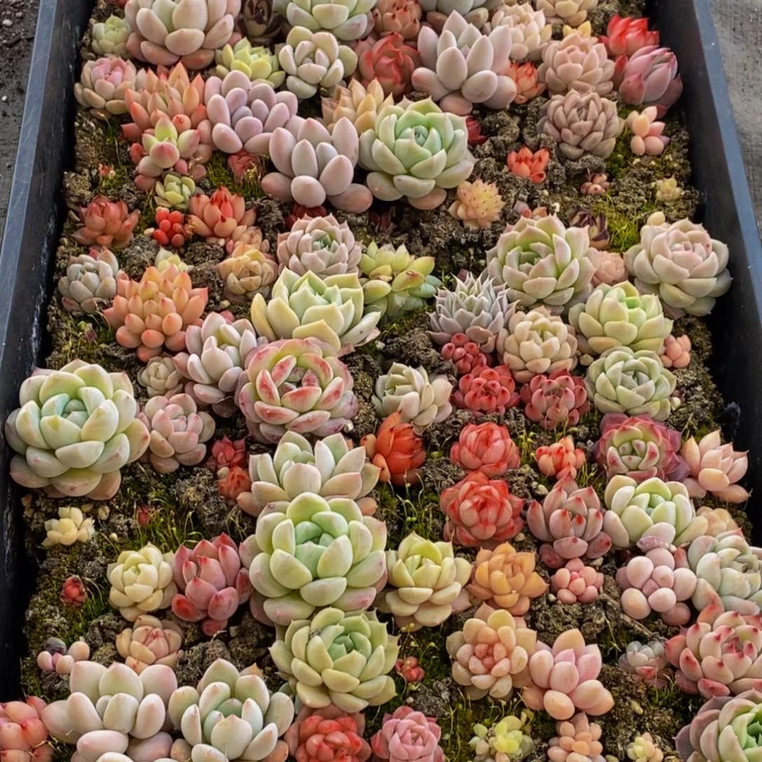 288多肉植物保护研究所所长助理