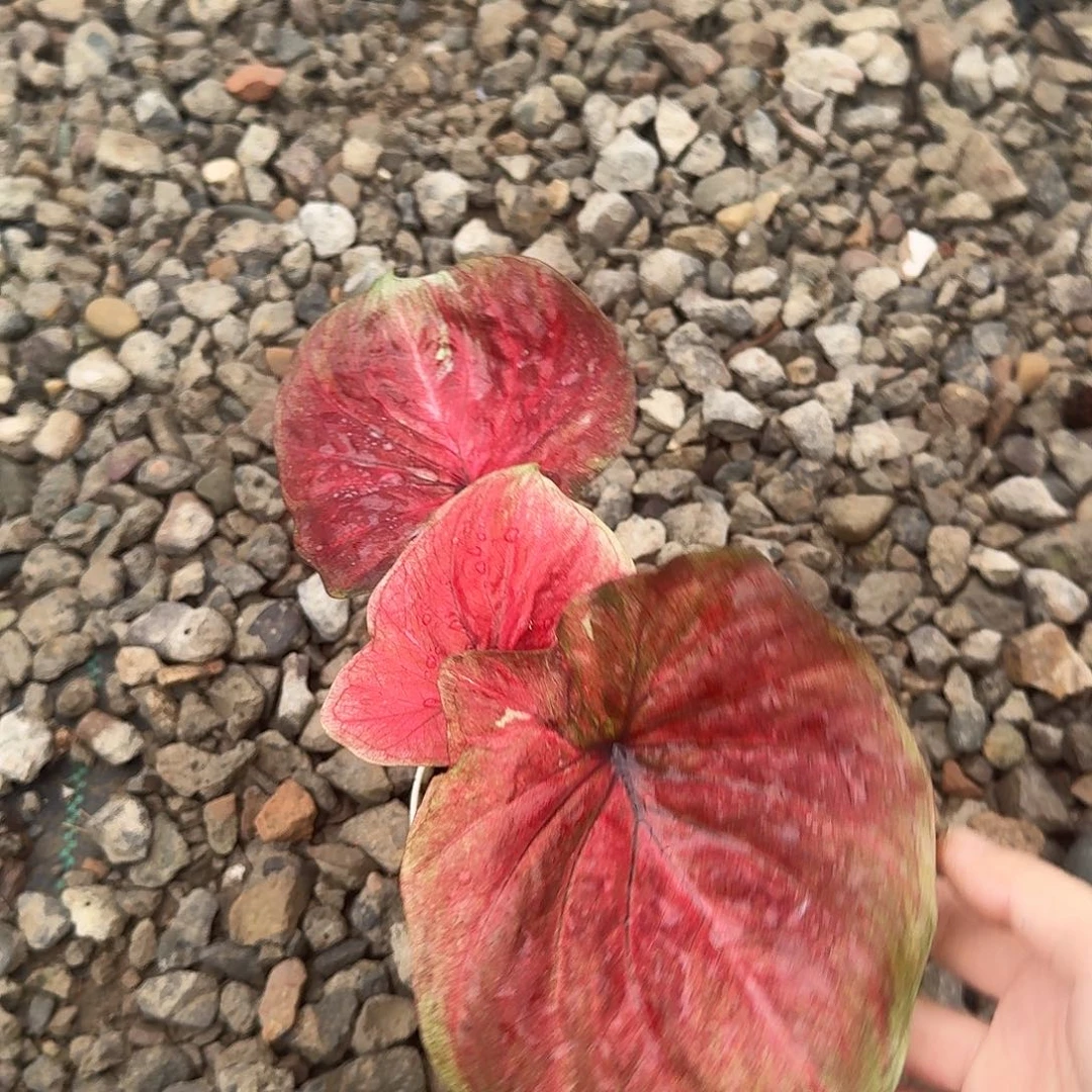 S***m无花朵Q672水蜜桃养定