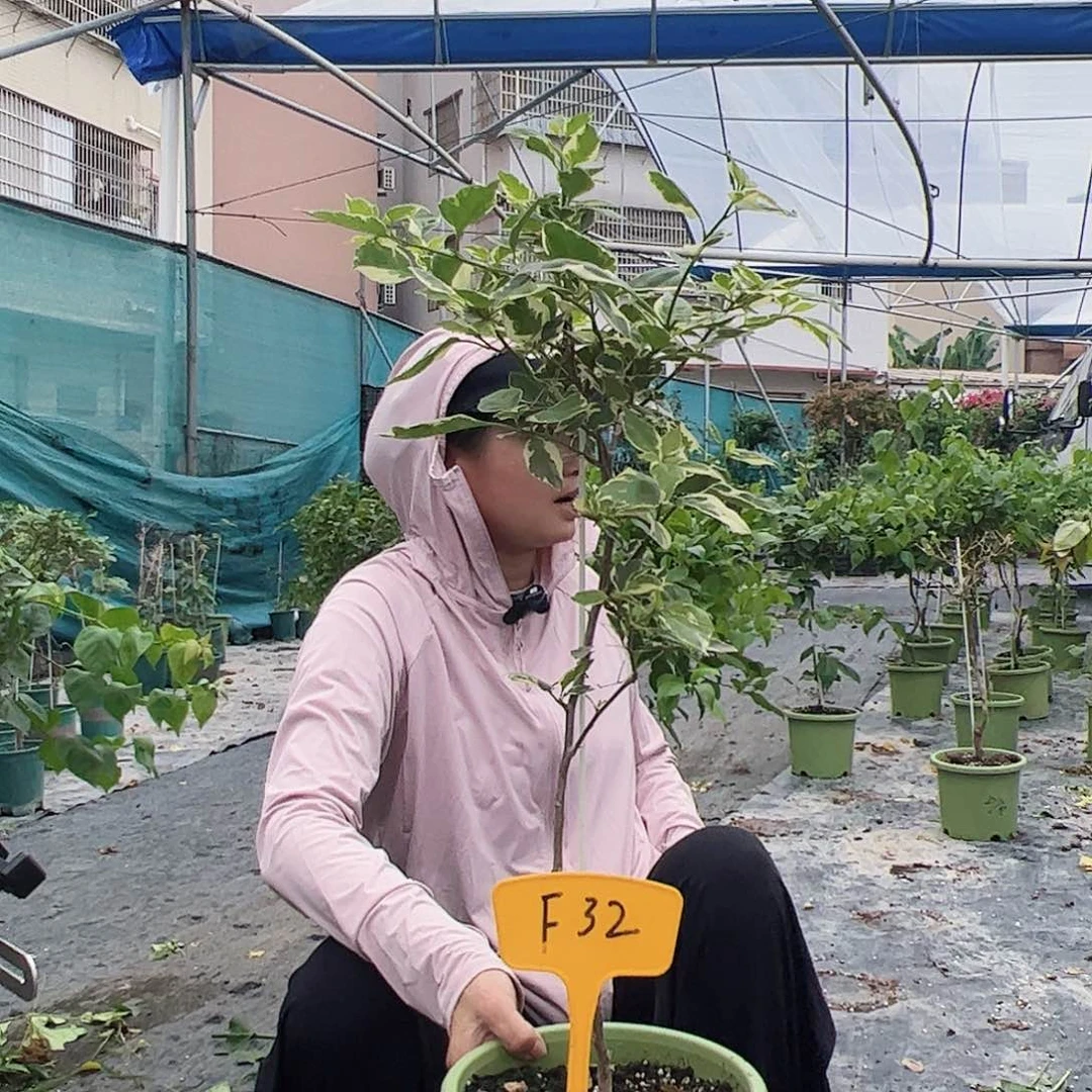 当前无花栽培后可以开花用****1F32小斑叶丽人