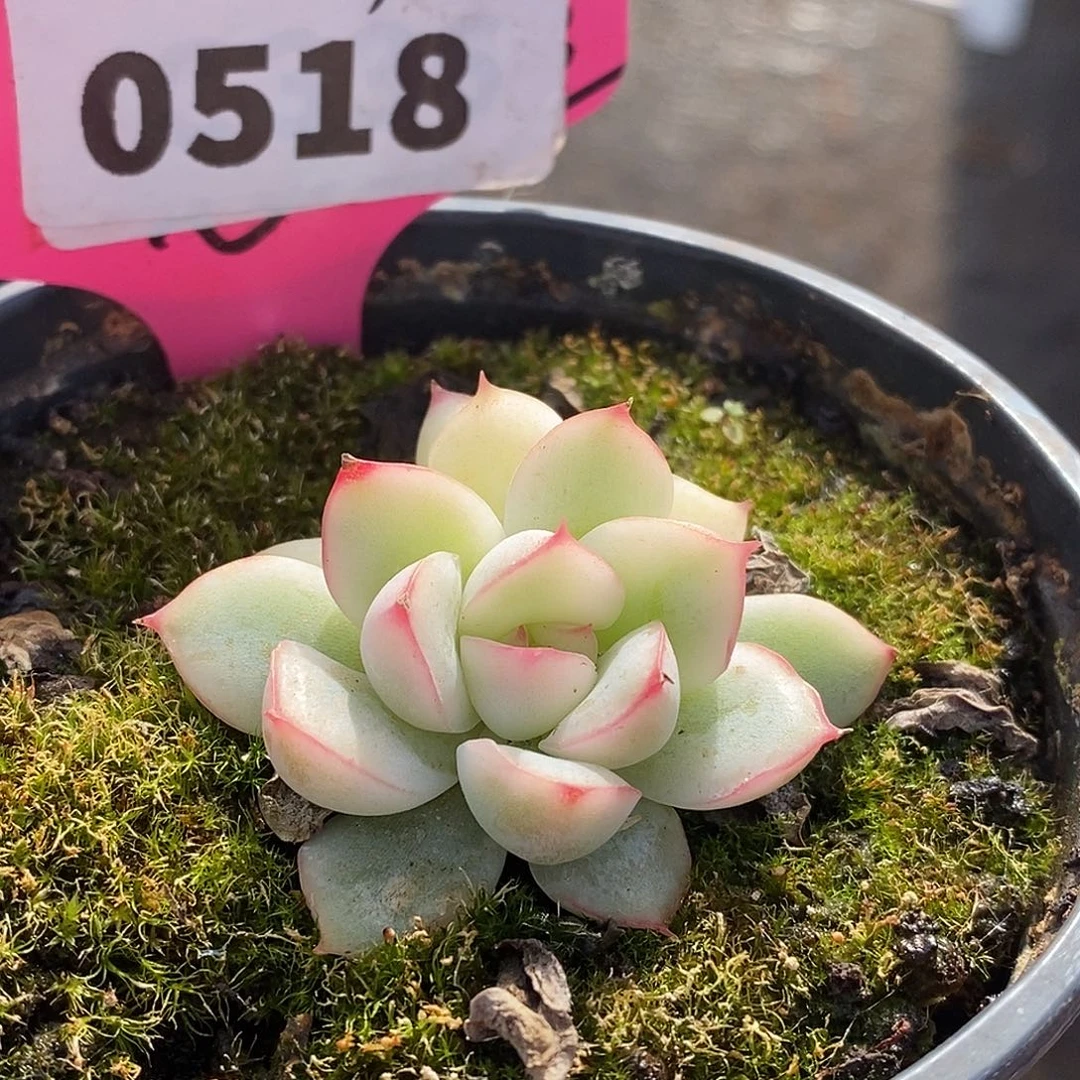 518荷花哈哈哈哈公里