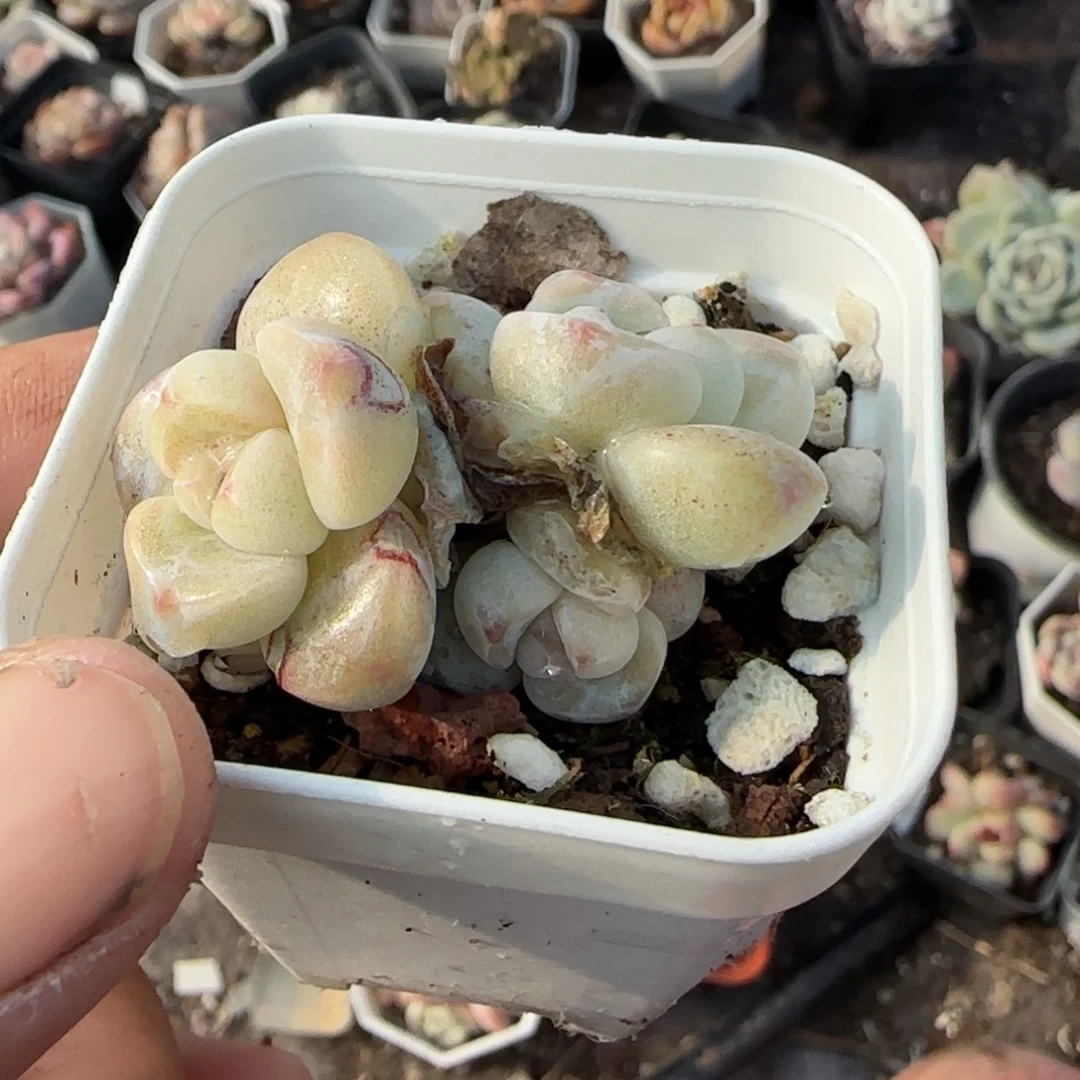 多肉小卡拉米糖心一物一拍