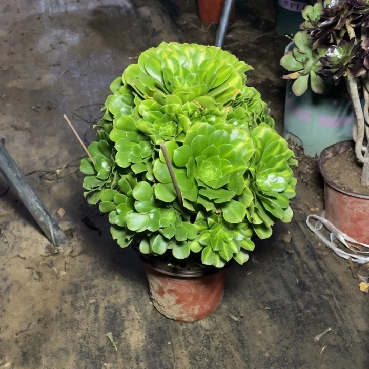 69翡翠琉璃多肉多肉植物多肉