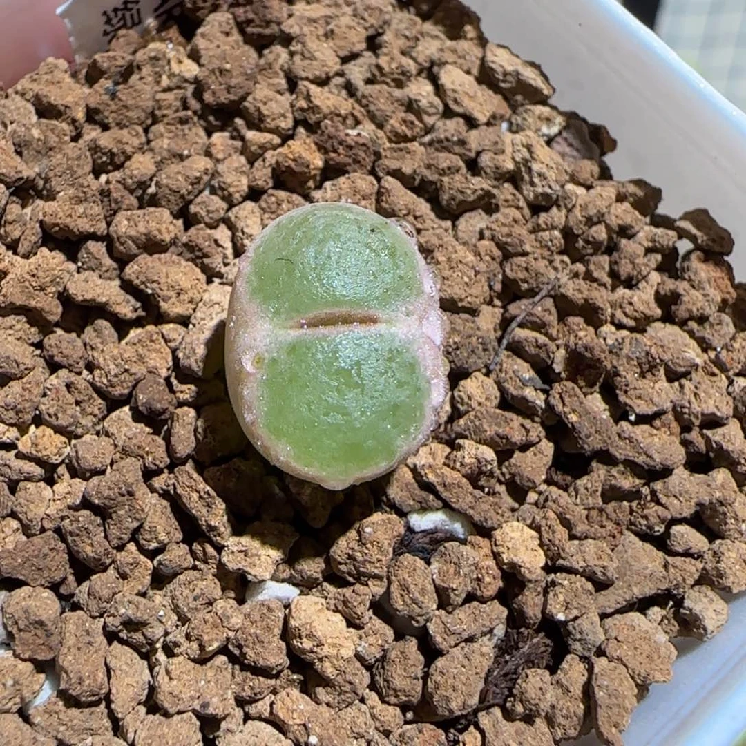 肉锥多肉植物组合-绿焰118