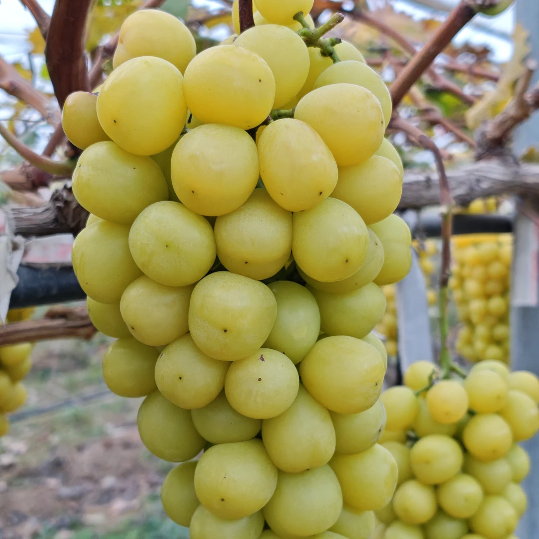 会心果园阳光玫瑰5斤装（部分地区不邮寄）