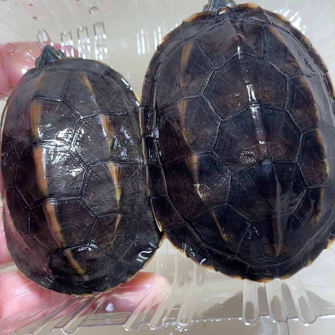 宠物龟不分公母2花杂草