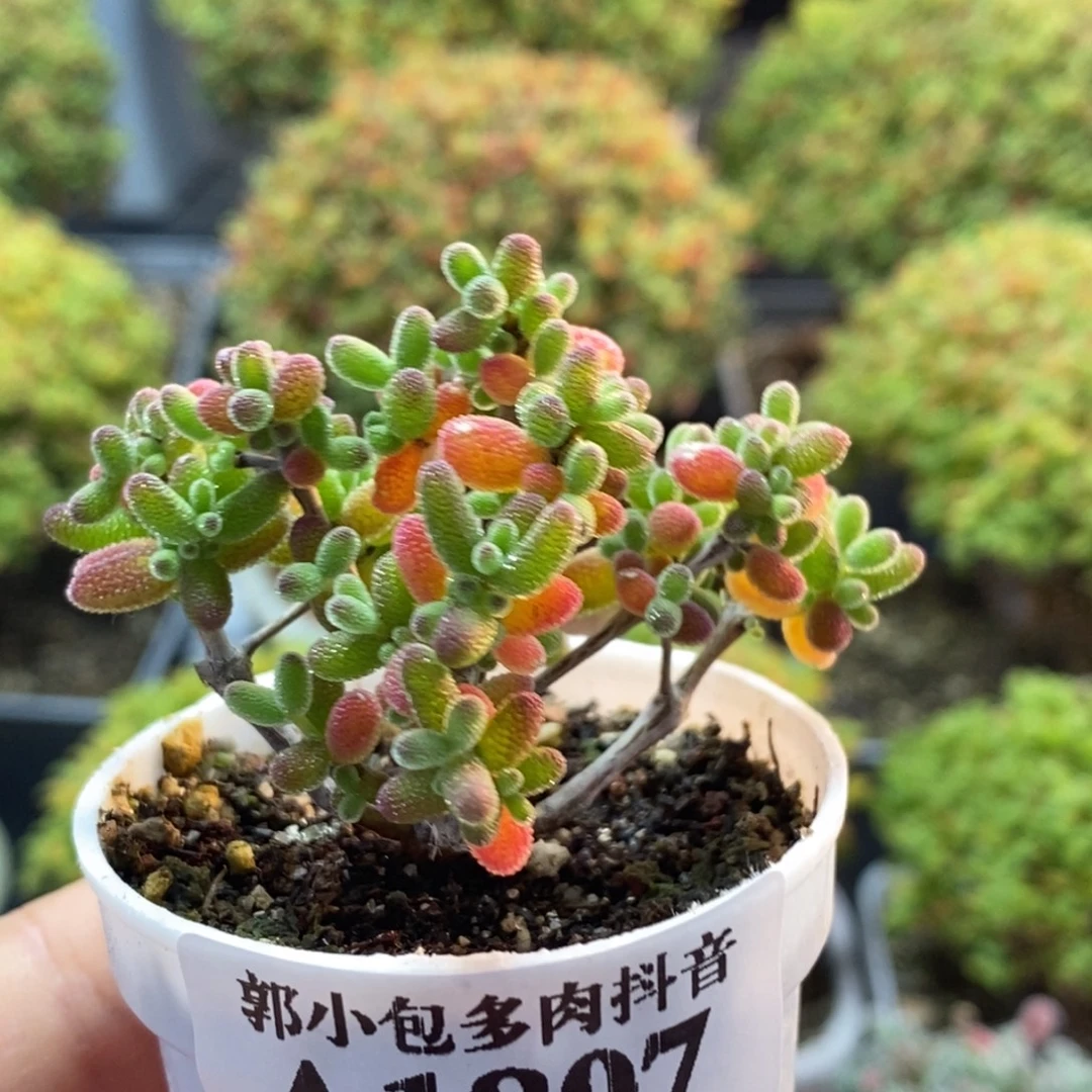 *****密叶糖球1807枝干番杏