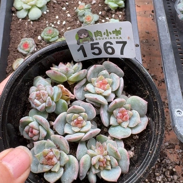 多肉植物多肉植物