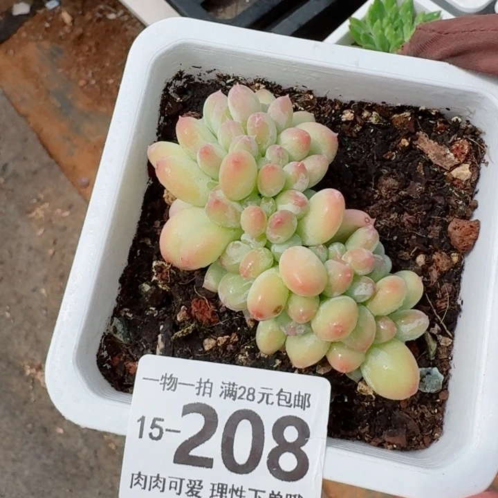 三日月美人缀化无盆土发货多