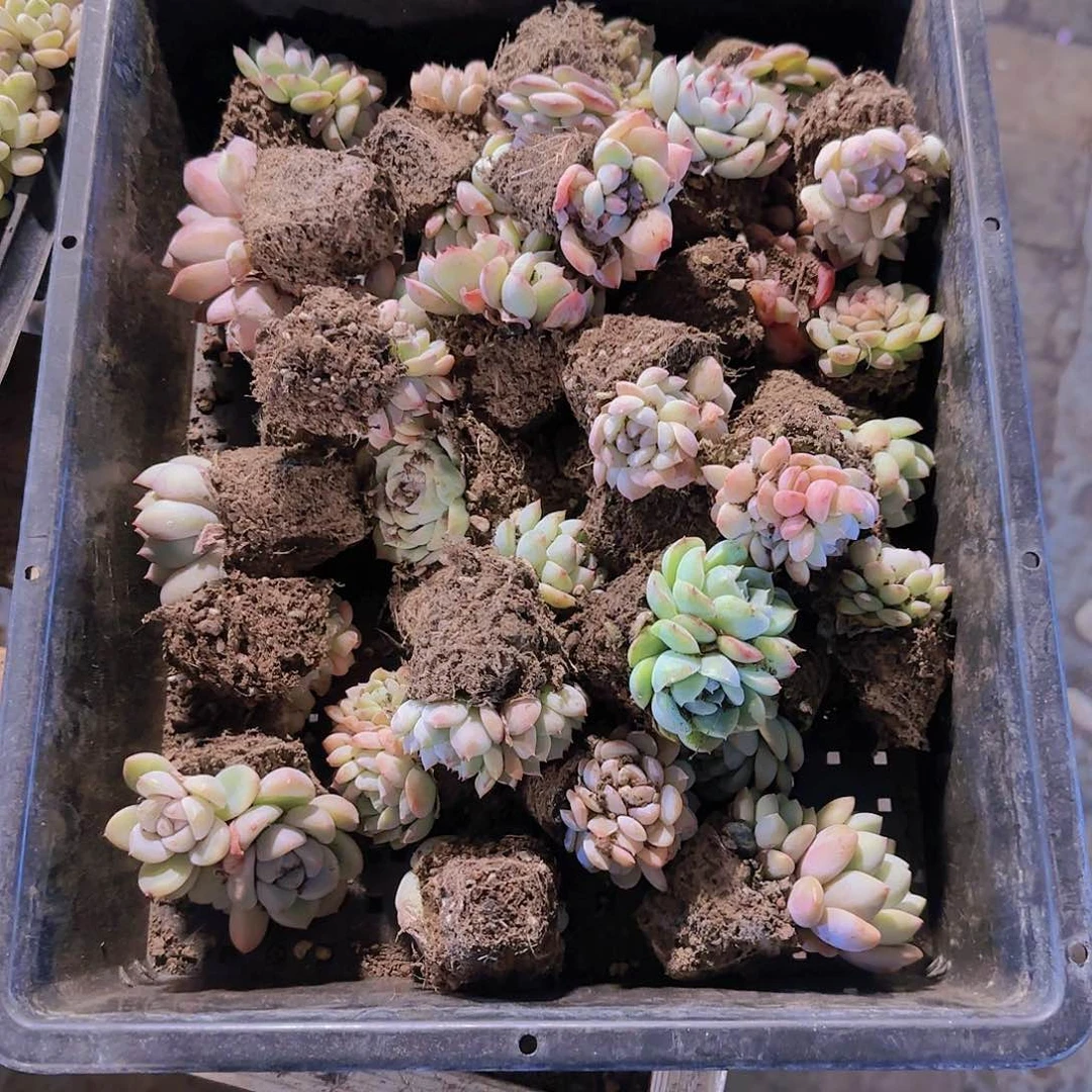 整筐保底25颗以上量拍