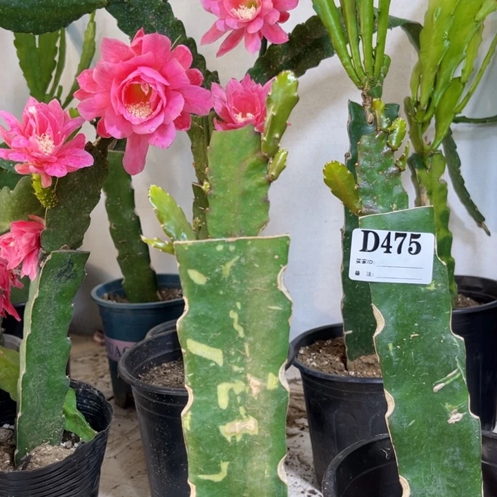 当前无花栽培后可以开花沙***子475