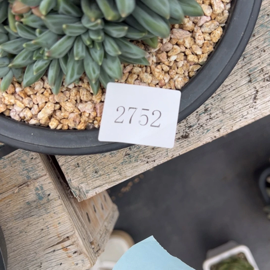 ?****●2752肉肉肉肉肉肉肉肉肉肉