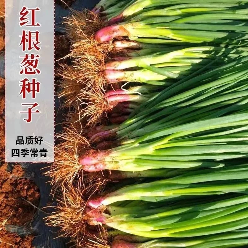 红皮香葱种籽四季小香葱种子红根小香葱种籽四季阳台盆栽蔬菜种子