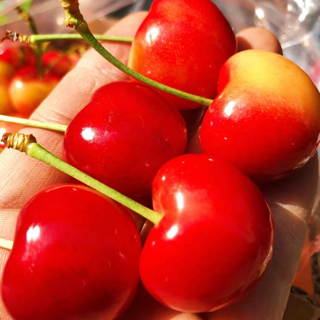 肥樱团(15)一年生皇家雷尼大樱桃苗（0.8公分粗棚苗需假植越冬）