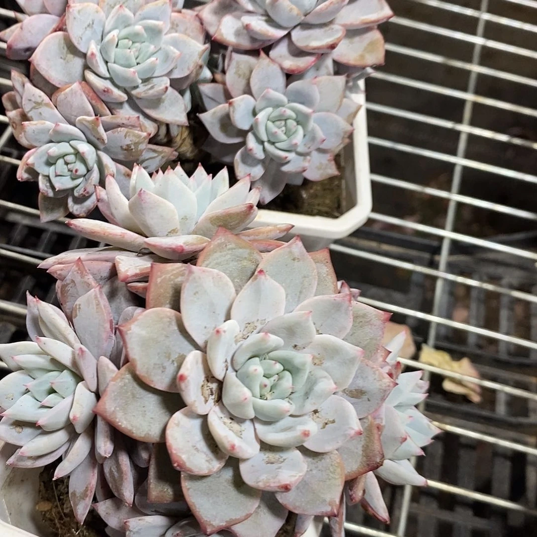 姨*了2盆多头粉蓝鸟多肉植物