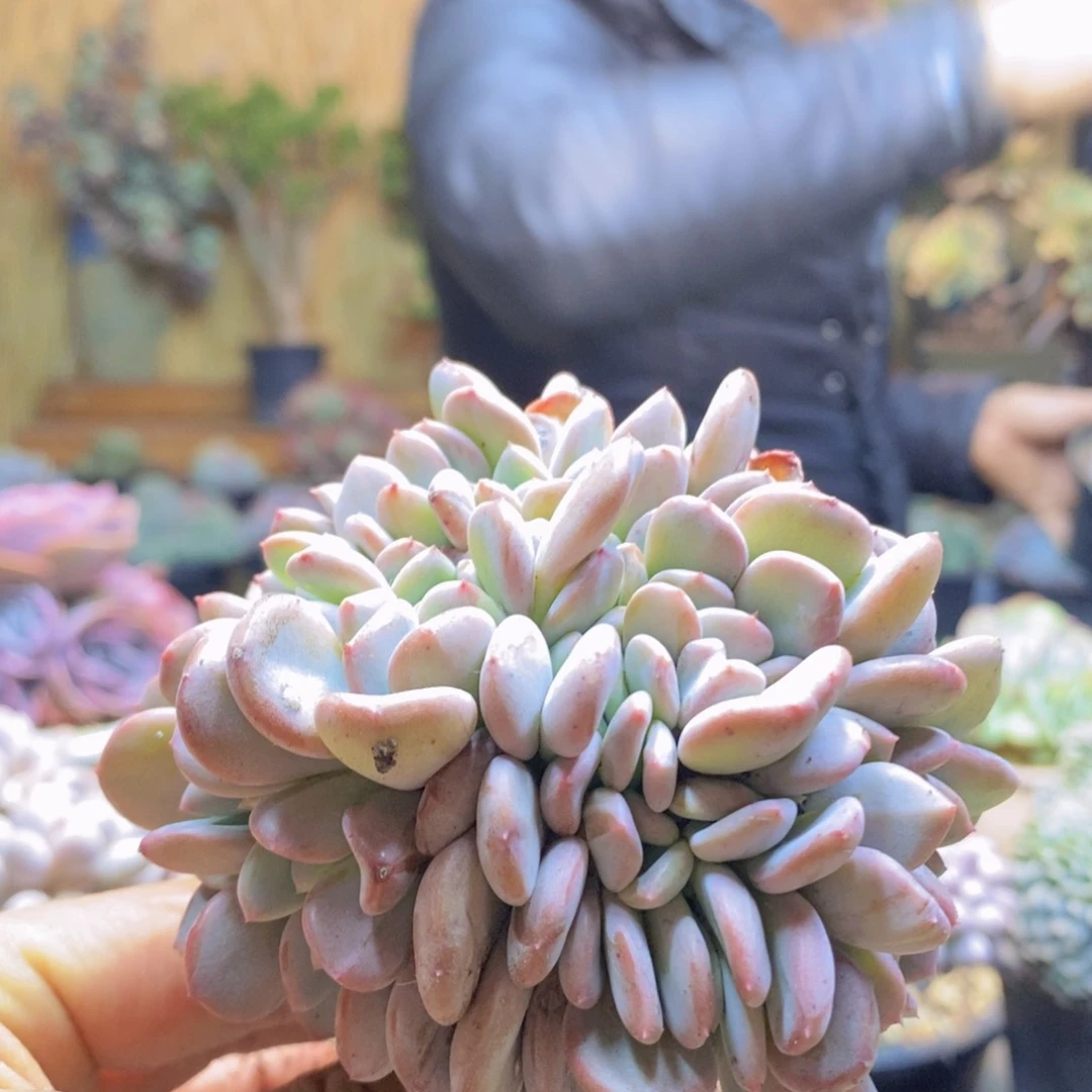 煨**两C312玛瑙多肉植物