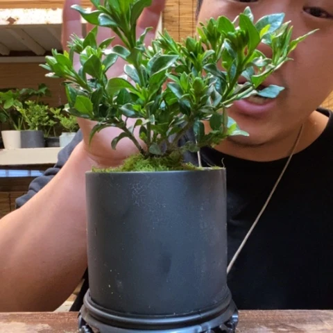 红陶一物一拍所见即所得166