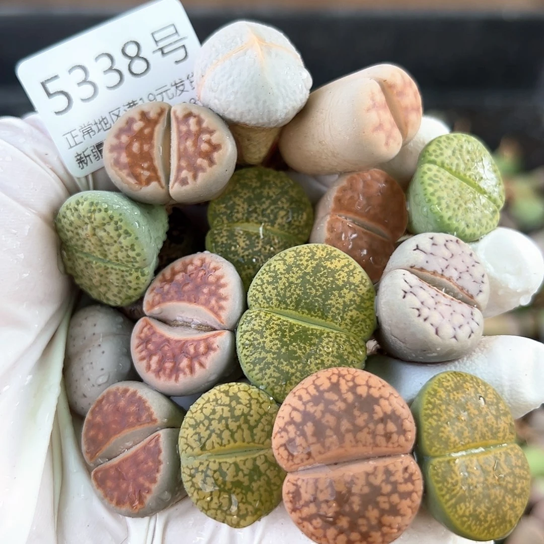 好养易活生石花大母本5338共16个