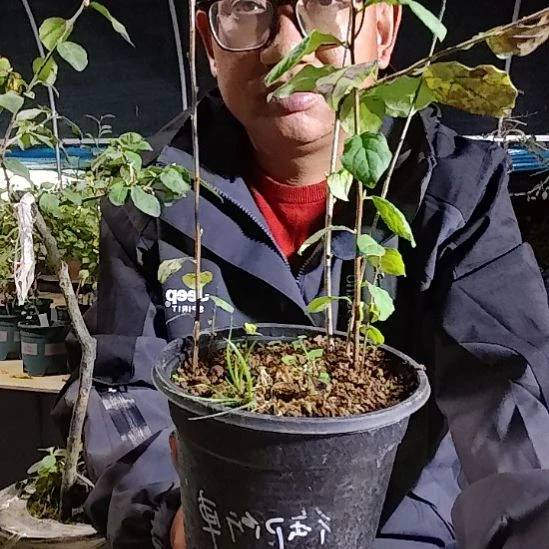 用***0完全开放老鸦柿品种苗