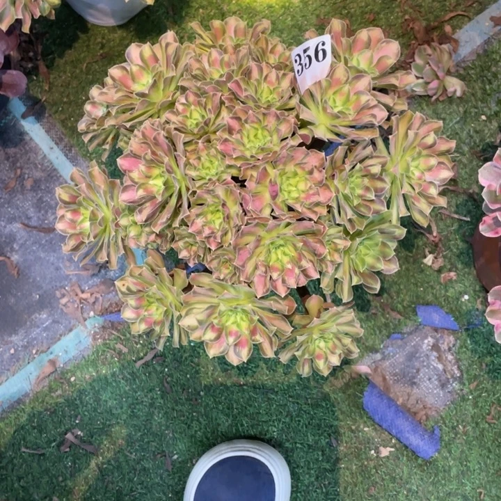 356号精品法师韶华