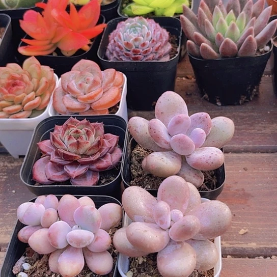 夜魔侠➕桃美人➕桃蛋多头➕原始奶酪