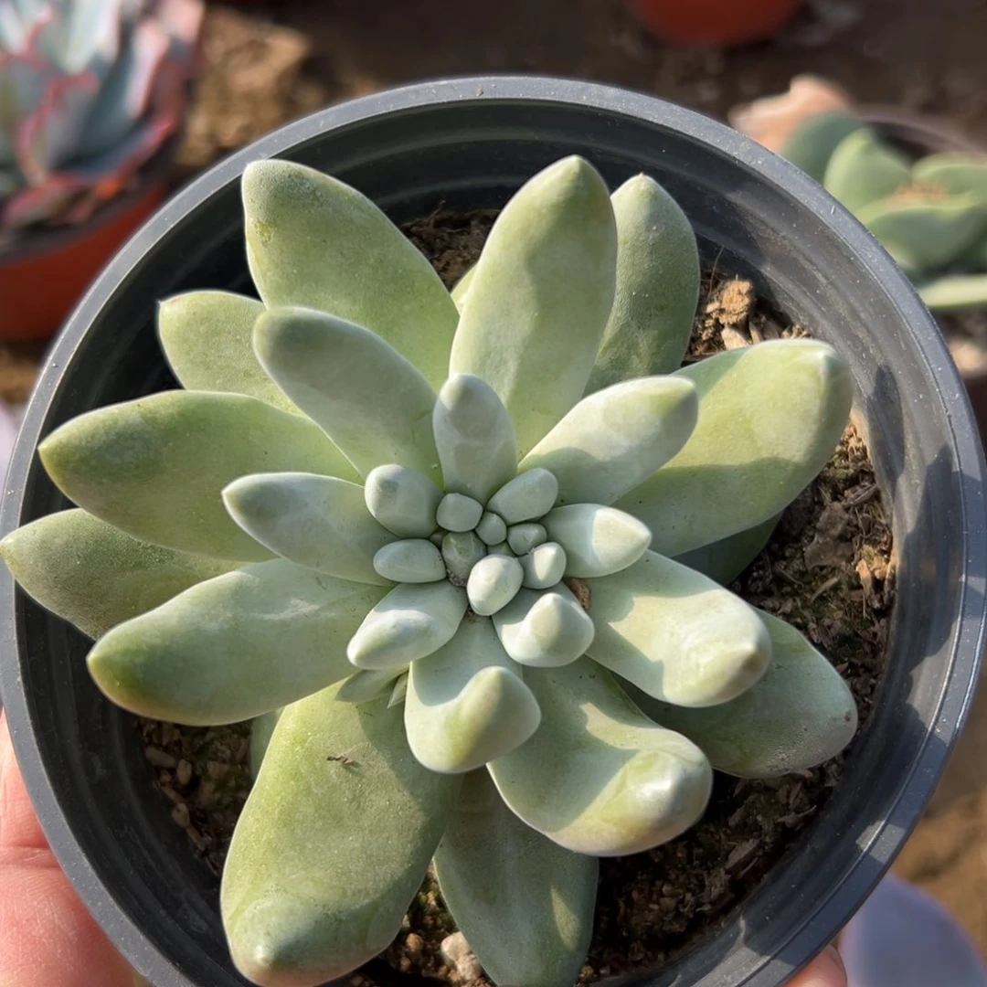 多肉植物多肉植物