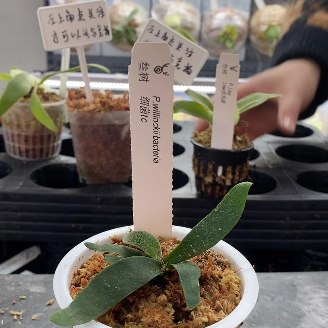 无花朵细菌鹿角蕨