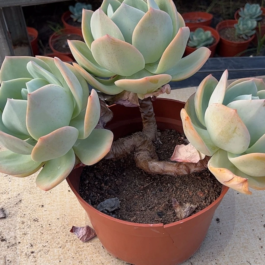 【闪购商品】无花朵?****好