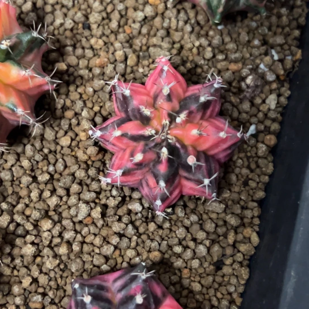 米哈锦侧芽自根脱土发货