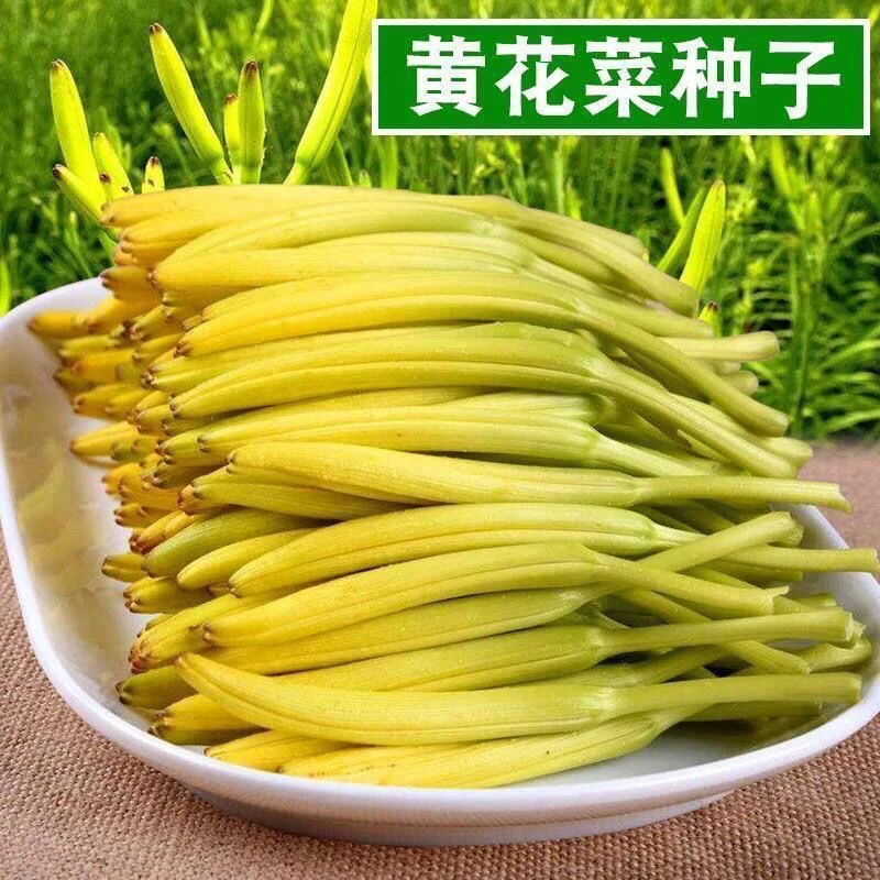 【全店5包包邮】食用黄花菜种子一年四季播野菜种籽南方金针菜天然