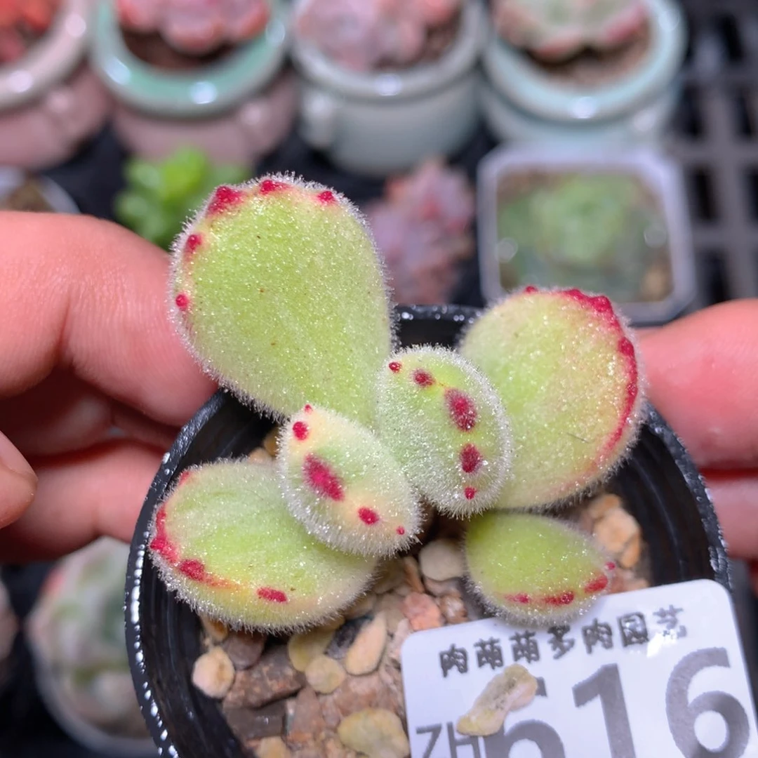 5CM拇指盆精控多肉ZH616