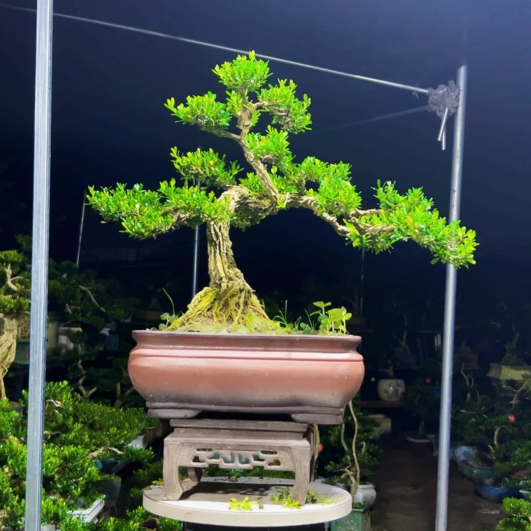 无花朵黄杨木