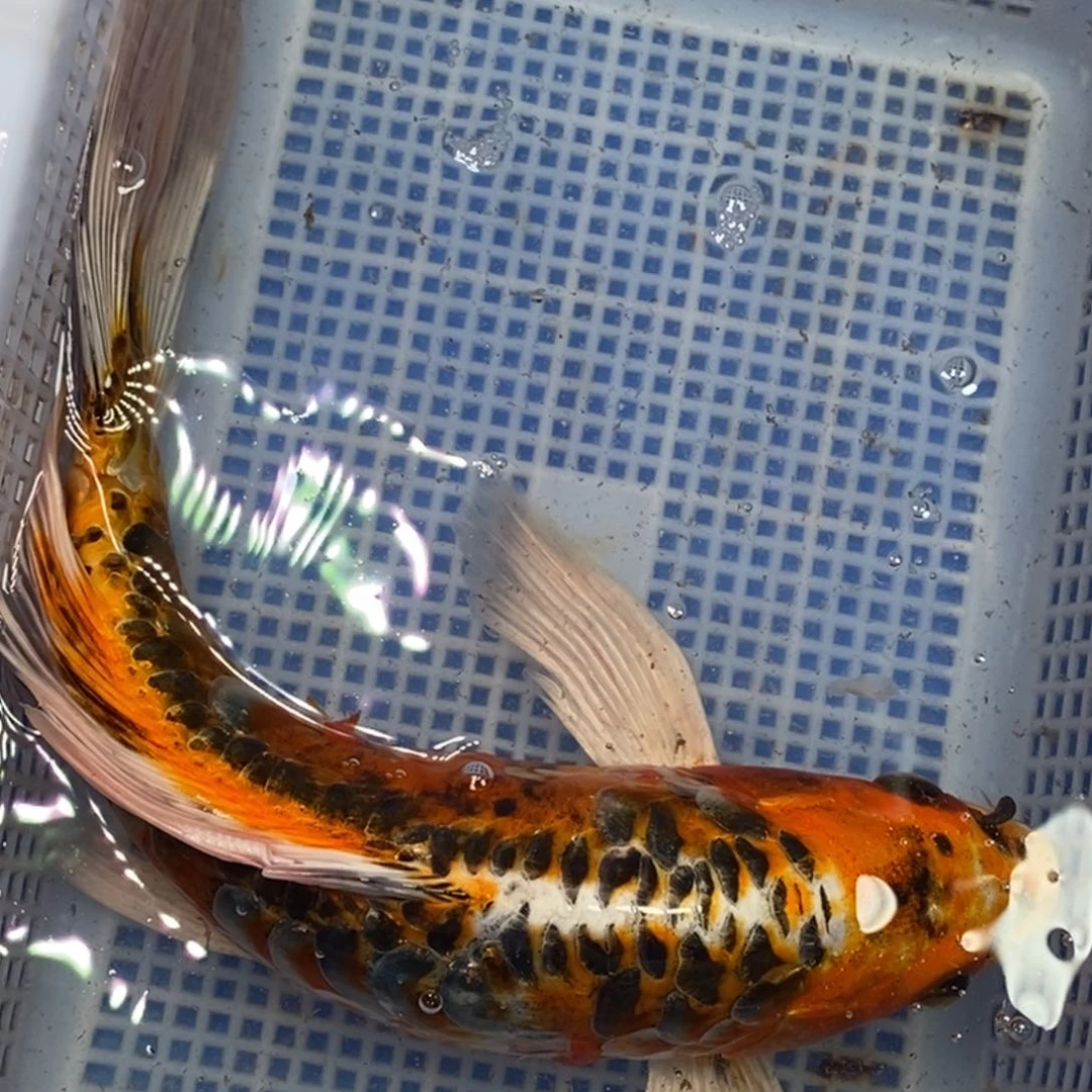 锦鲤冷水锦鲤包邮