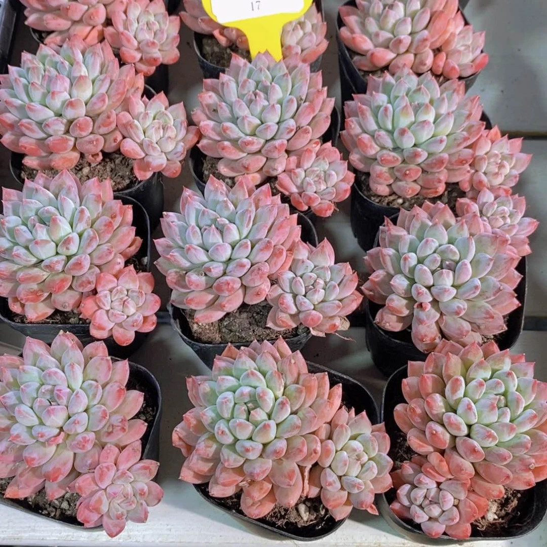 17-精品飘枝梅花洛双头两个