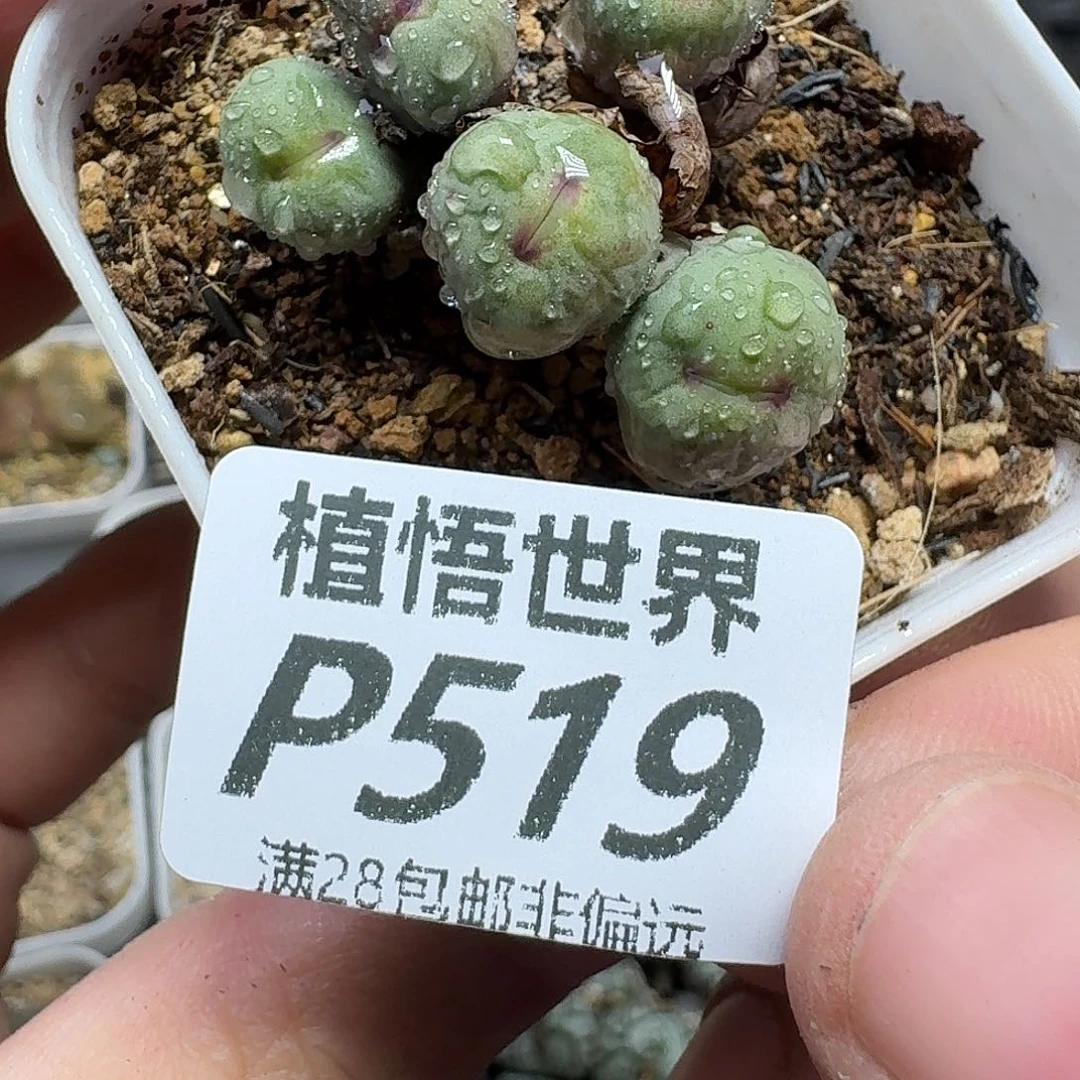 多肉植物的人生thjn