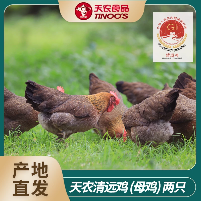 【天农】清远鸡母鸡600g以上/只   两只装