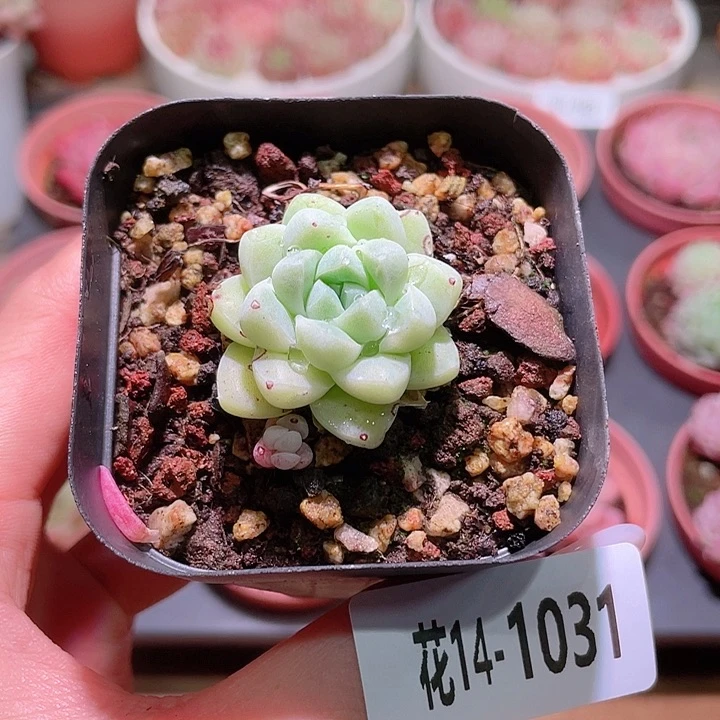 花利美14-1031厚叶月影